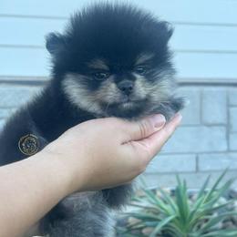 Boy 1 - Black and tan male Pomeranian puppy in Abilene, Texas from Blessedpoms