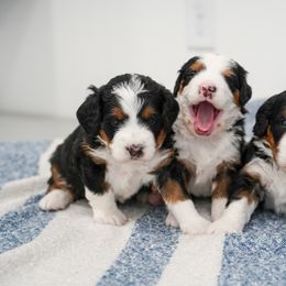 Bernedoodle Puppies from Down Home Doodle