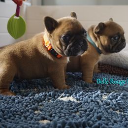 French Bulldog and Labrador Retriever Puppies from Frenchies & Labs