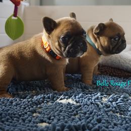French Bulldog and Labrador Retriever Puppies from Frenchies & Labs