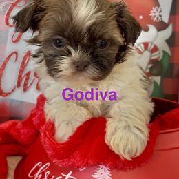 Godiva - Chocolate and tan female Shih Tzu puppy in Denton, Maryland from Little Lions the Shih Tzu Kingdom