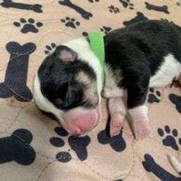 Companion Cross Puppies from Double G Corgis