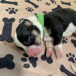 Companion Cross Puppies from Double G Corgis
