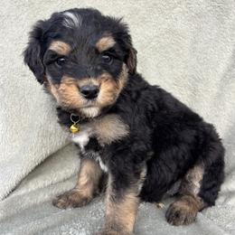 Bernedoodle puppies from Mid-West Bernedoodles