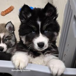 Gipsy - Black and white female Siberian Husky puppy in East Tawas, Michigan from BurnsBerg's Woolies