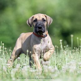 Great Dane Puppies from Ellenni Danes