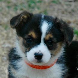 Pembroke Welsh Corgi Puppies from Wind Mountain Corgis