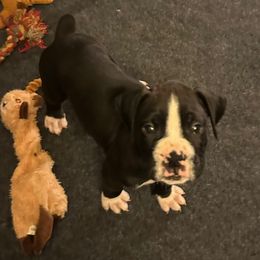 Boy 3 - White male Boxer puppy in Lakeland, Florida from Cote's Boxers