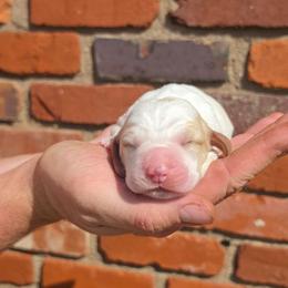 Lucy - Lemon and white female Basset Hound puppy in Bellaire, Ohio from Blessed Bassets