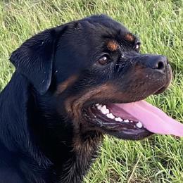Rottweilers from Power Hause Kennels