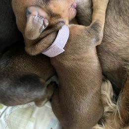 Dachshund Puppies from Vom Dörnerstein