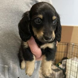 Dachshunds from Dawn's Dachshunds