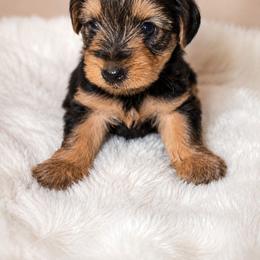 Tanner - Black and tan male Yorkshire Terrier puppy in Broxton, Georgia from More Than Family