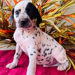 Patch - White and black female Dalmatian puppy in Westhoff, Texas from Smart Dalmatians