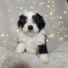 Sage Tiny Toy CKC - Black and white female Aussiedoodle puppy in Doerun, Georgia from Twig & Tail Puppies