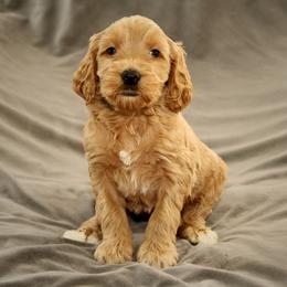 Robin - Apricot male Australian Labradoodle puppy in Stanwood, Washington from Victoria Creek Australian Labradoodles