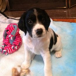 English Springer Spaniels from Superb Springers