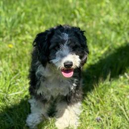 Lucy - Black and white female Aussiedoodle puppy in Orleans, Indiana from Mae Blossom Puppies