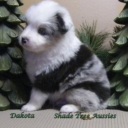 Miniature American Shepherd, Miniature Australian Shepherd, and Toy Australian Shepherd Puppies from Shade Tree Aussies