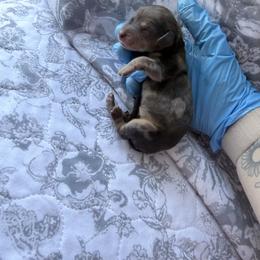 River - Piebald female Dachshund puppy in Fort Worth, Texas from The Holloway Dachshunds