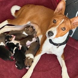Basenji puppies from Wild West Basenjis