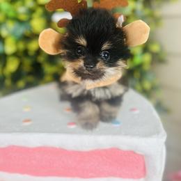 Tilda Sue - Black and tan female Pomeranian puppy in Buck Valley, Pennsylvania from Buck Valley Pomeranians