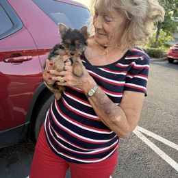 Biewer Terrier and Yorkshire Terrier Puppies from South Georgia Yorkies and Biewers