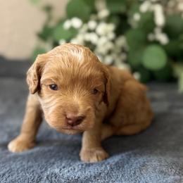 Blaze - Red male Cavapoo puppy in Norton Shores, Michigan from Dune Pack Doodles and Poodles