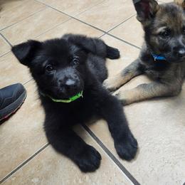 Zorro (Green male) - Black male German Shepherd puppy in Winchester, Kentucky from Del Lago Canine