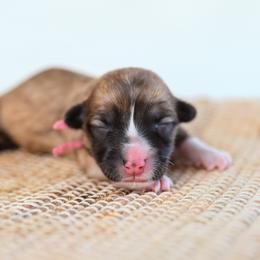 Nessi - Fawn female Pembroke Welsh Corgi puppy in Mona, Utah from Sorensen Corgis