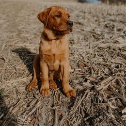 Labrador Retriever Puppies from Hidden River Retrievers