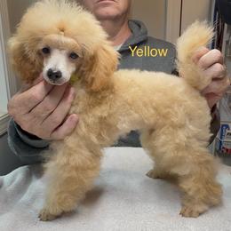AKC Champion sired Frank DNA tested OFA certified lines - Apricot male Poodle puppy in Jacksonville, Alabama from Abounding Poodles