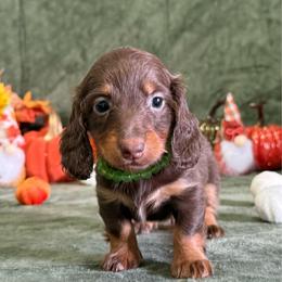 Jasper - Chocolate and tan male Dachshund puppy in Lincoln, Arkansas from Red Dirt Dachshunds