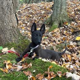 Nova - Black brindle female Dutch Shepherd puppy in Watertown, Connecticut from APACHEK9