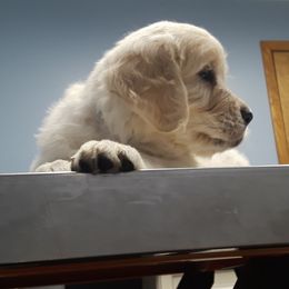 Golden Retriever Puppies from Fiddle In Gold Retrievers