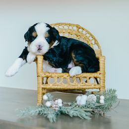 Jupiter - Tri-color male Bernedoodle puppy in Spanish Fork, Utah from K Brand Doodles
