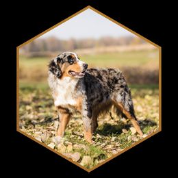 Apollo - Aussiedoodle