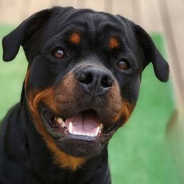 Sav or Nana - Rottweiler