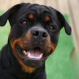 Sav or Nana - Rottweiler