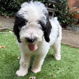 Banshee - Black and white male Bernedoodle puppy in Williamston, South Carolina from Sassy Bob’s Dogs