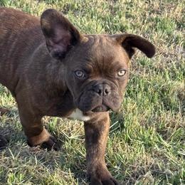 Chaco - Brindle male French Bulldog puppy in Temple, Texas from Teak’s Texas Frenchie’s