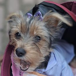 Yorkshire Terriers from Sandra's Yorkies