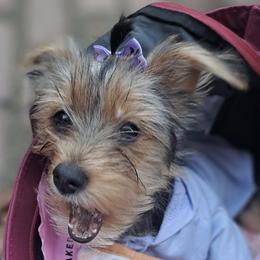 Yorkshire Terriers from Sandra's Yorkies