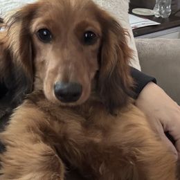 Maggie - Dachshund