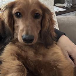 Maggie - Dachshund
