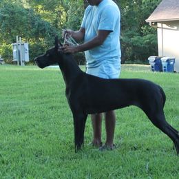 Great Dane All Grown Up from Legado Danes