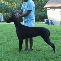 Great Dane All Grown Up from Legado Danes