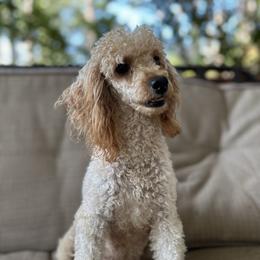 Ginger - Poodle