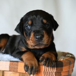 Blue - Black and rust male Doberman Pinscher puppy in Overton, Texas from Obsidian Kennel