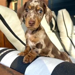 Dachshund Puppies from Weenie Bros